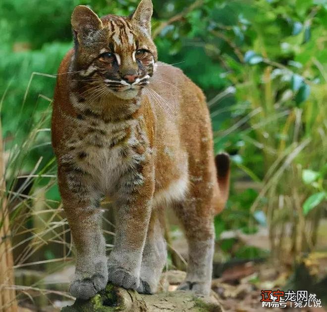 梦见像猫的豹子_像豹子的猫不是豹猫_花纹像豹子的猫叫什么猫