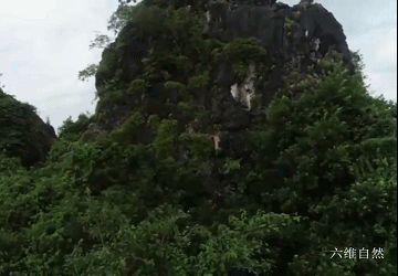 花纹像豹子的猫叫什么猫_梦见像猫的豹子_像豹子的猫不是豹猫