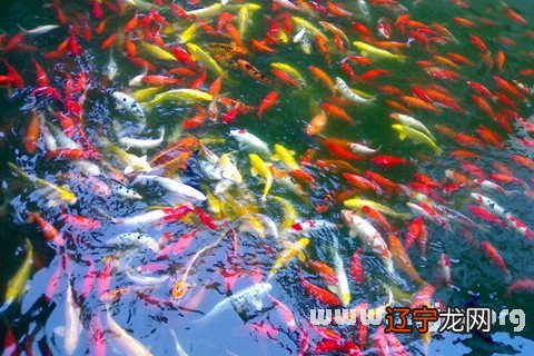 孕妇梦见搬家预示新生活的开始,你知道吗?