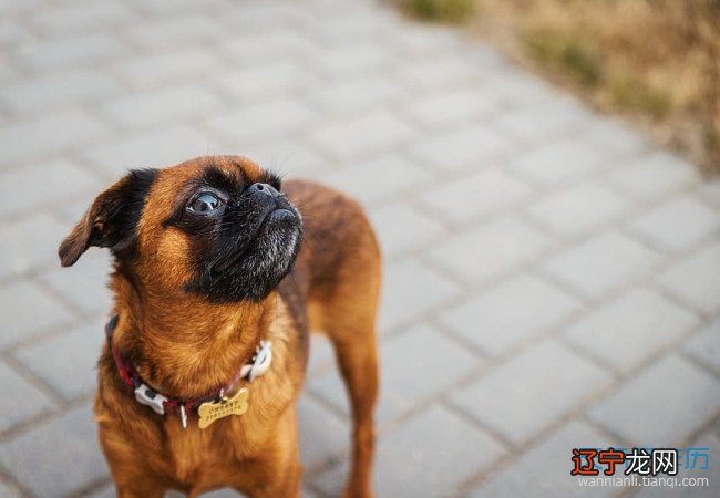 梦见狗追着别人跑_梦见狗跑了_做梦梦见狗跑没了