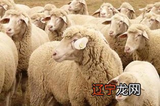 风水堂：羊年农历腊月初六晚上九点半