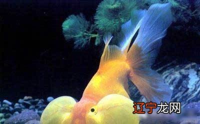 客厅养鱼风水禁忌养鱼的禁忌及注意六大重要问题