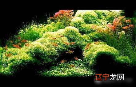 客厅养鱼风水禁忌养鱼的禁忌及注意六大重要问题