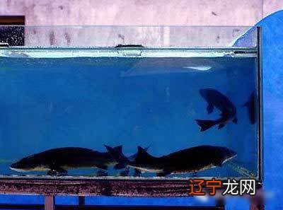 客厅养鱼风水禁忌养鱼的禁忌及注意六大重要问题