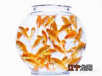 客厅养鱼风水禁忌养鱼的禁忌及注意六大重要问题