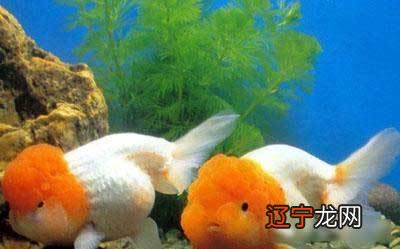 客厅养鱼风水禁忌养鱼的禁忌及注意六大重要问题