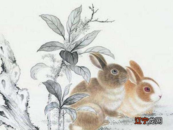 属兔配什么生肖最合适,你知道这是怎么回事兔和什么
