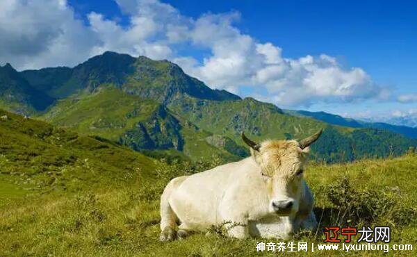 属牛的和什么属相最配相克相冲,你知道吗?