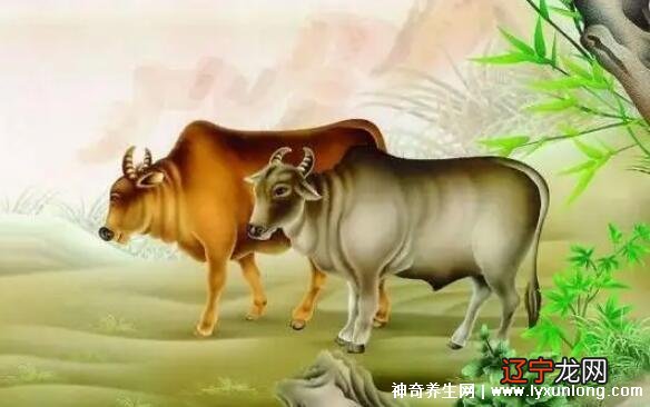 属牛的和什么属相最配相克相冲,你知道吗?