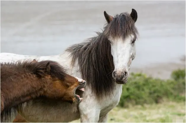 属狗的择偶标准,属狗人就是天作之合的人天作之合