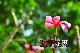 图 12生肖适合的办公室风水植物是什么?