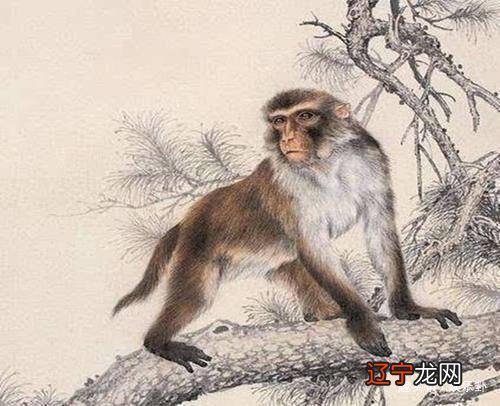 图 12生肖适合的办公室风水植物是什么?