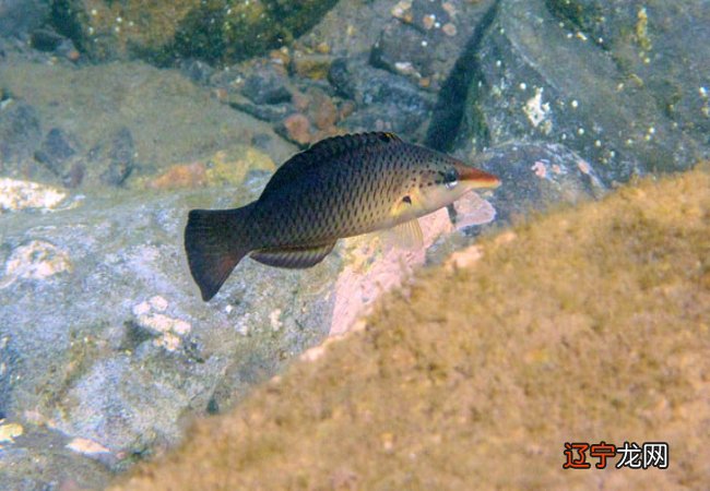 梦见河里的鱼,预示着你最近的运势确实不错