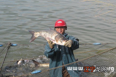 梦见河里的鱼,预示着你最近的运势确实不错