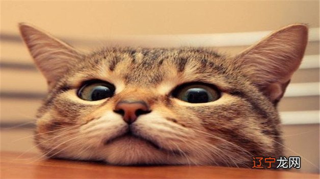 有时候风水堂：女人梦见猫是不好的征兆