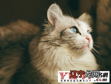 孕妇梦见黄猫男孩女孩_梦见黄猫_梦见黄猫是什么意思