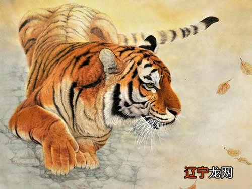 属虎12月份运势如何2021年属虎女的财运星座