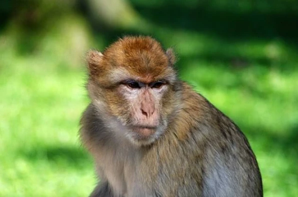 1980年代属猴和1987年属兔合不合的生肖配对