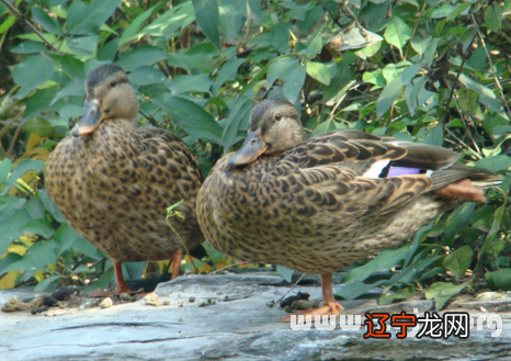 梦见捡到鸭子_梦见捡到一个鸭子_梦见小鸭子