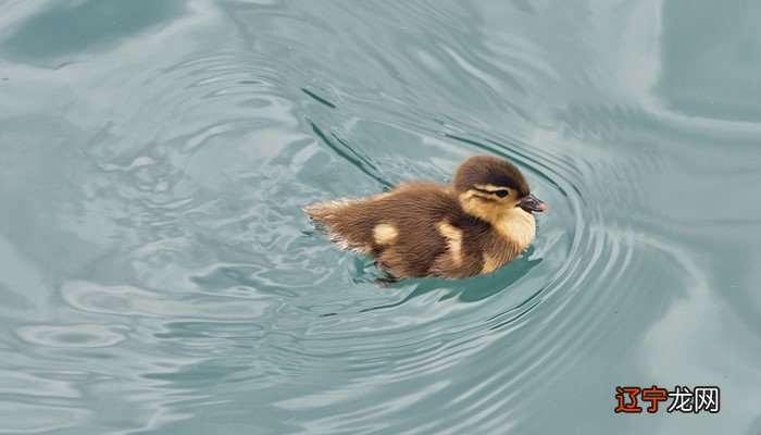 梦见几只白色鸭子什么意思呢？网友答疑解惑，走出迷途