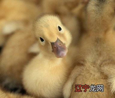 梦见几只白色鸭子什么意思呢？网友答疑解惑，走出迷途