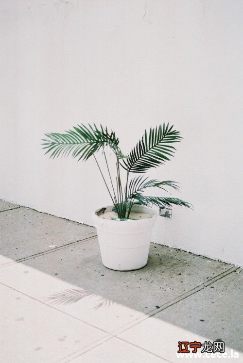 梦见很多行李 佛滔居士：梦见火从大地而出，不祥之兆，预示着身体会生病