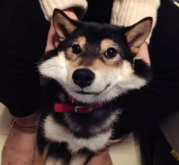 18岁属什么生肖,这是怎么回事?其实是属相哎哟