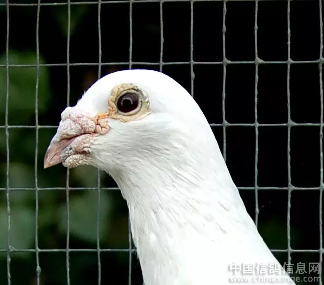 18岁属什么生肖,这是怎么回事?其实是属相哎哟