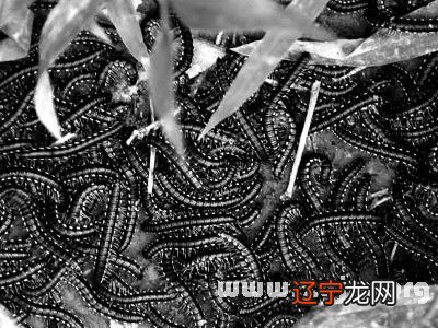 梦见被蜱虫吸血_梦见身上爬满虫_梦见身上满是吸血虫