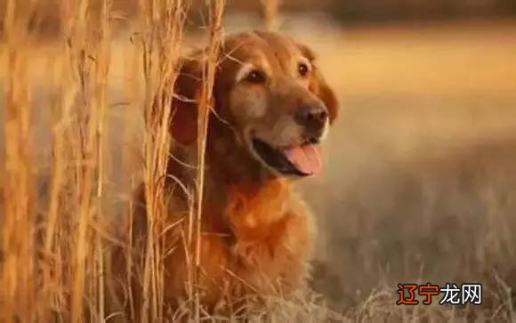 平安冬天：老父为狗扛棺材为其扛不进来