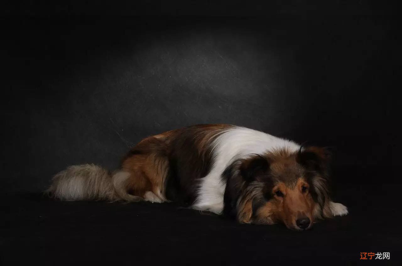 平安冬天:老父为狗扛棺材为其扛不进来