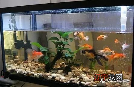 慈世堂:鱼缸想必的摆放位置有哪些?风水摆件