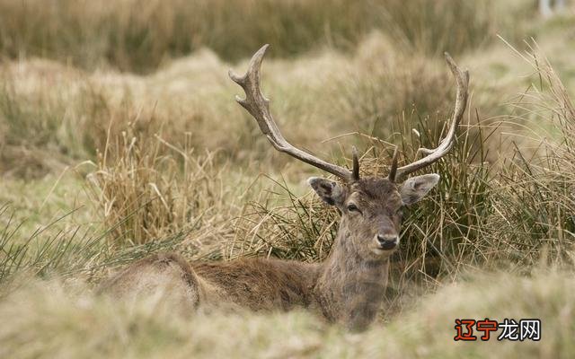 巨蟹座巨蟹座的人凡事要求公平公正，是个完美主义者