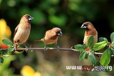 风水堂:梦见小鸟的禁忌!!