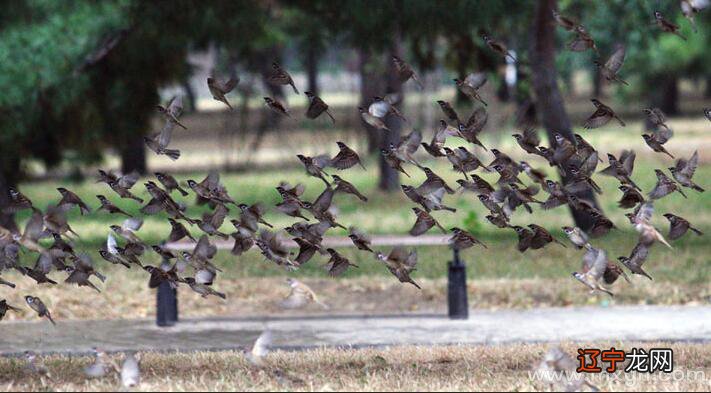 风水堂:梦见小鸟的禁忌!!
