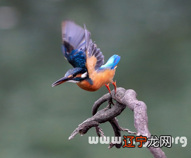 风水堂：梦见小鸟吃动物的肉