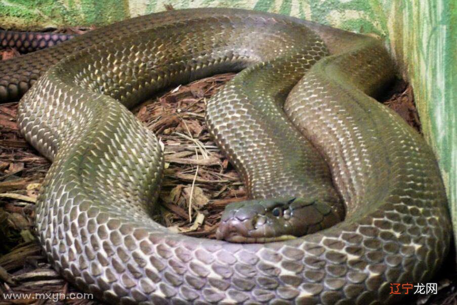 中午我做梦,为什么会形成那么多奇奇怪怪的梦境?