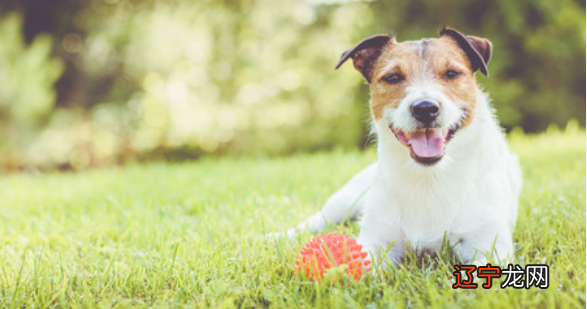 最新版 属狗人2019年运势人全年运程2019