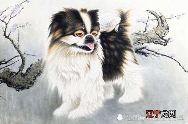 最新版 属狗人2019年运势人全年运程2019