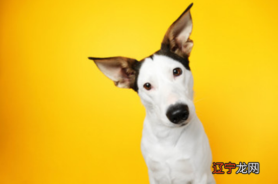 最新版 属狗人2019年运势人全年运程2019