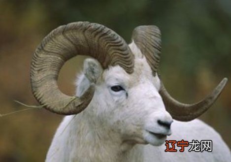 图 属羊2019年运势的详细分析,有你吗?