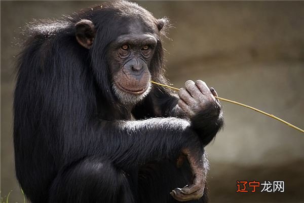 结婚属猴的方什么生肖_92年属什么生肖配对结婚_生肖猴和猴相配吗