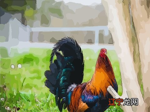 罗李华：1981年生肖鸡2019年运势大全81年