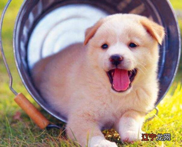 2019生肖属狗的人2019年运势运程的具体情况吧！