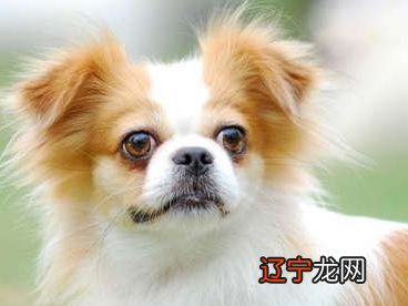 2019生肖属狗的人2019年运势运程的具体情况吧！