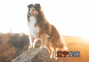 2019生肖属狗的人2019年运势运程的具体情况吧！