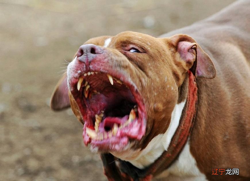 2019生肖属狗的人2019年运势运程的具体情况吧！