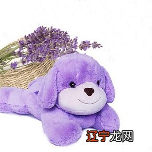 属狗属狗的人适合住什么楼层?有你吗?