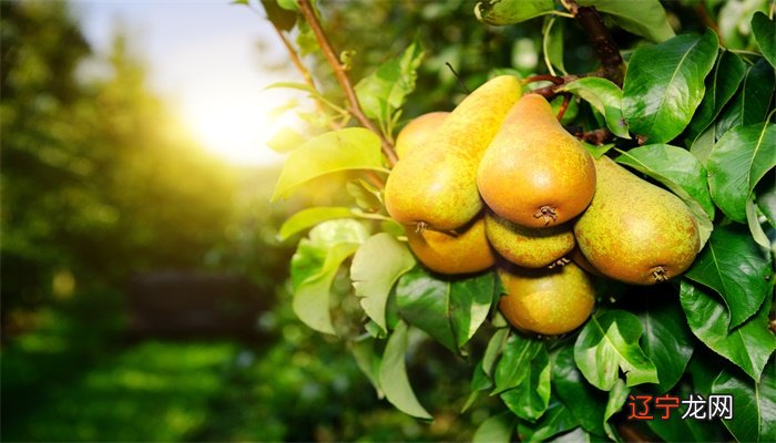 小时候风水堂：梦见梨树，是吉兆是发财的预兆