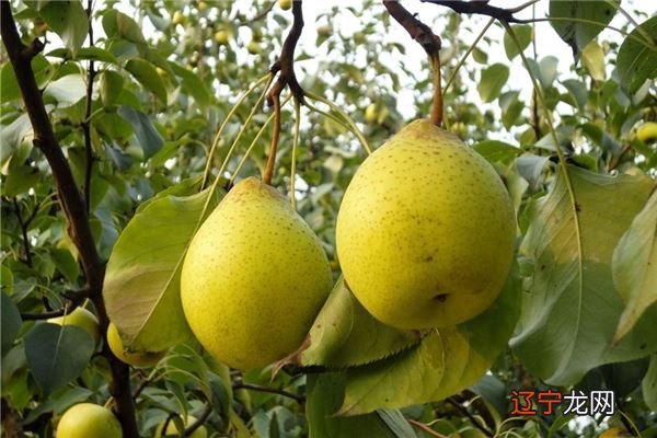 小时候风水堂：梦见梨树，是吉兆是发财的预兆